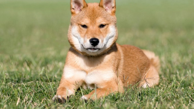 2 redenen waarom Elon Musk Dogecoin niet kan redden