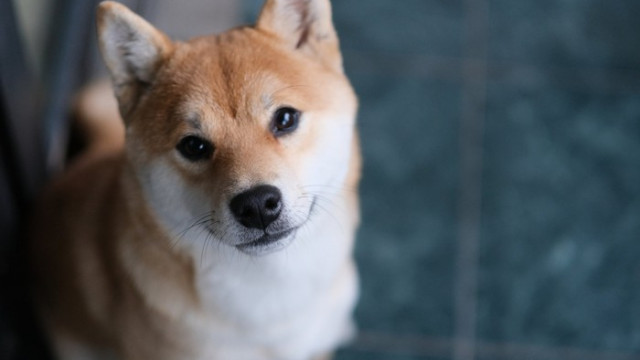 3 feiten over Shiba Inu die u moet weten