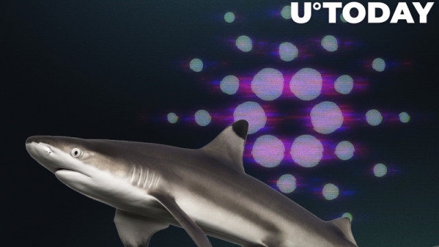 Cardano Shark-adressen verzamelen bijna de helft van het totale aanbod, voeg 6% toe in de afgelopen 5 weken: details