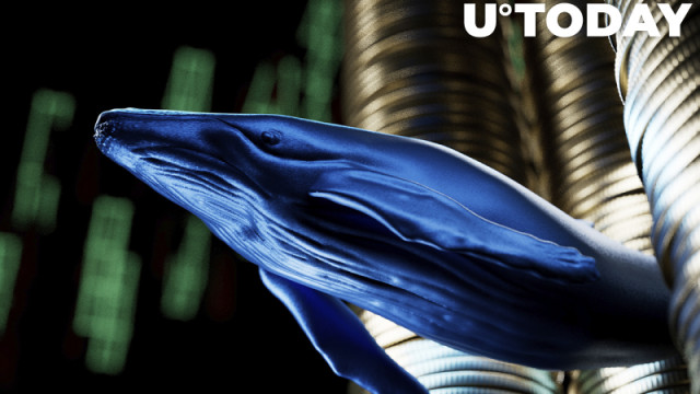 Cardano-walvissen worden actief als prijspogingen weer opveren: details