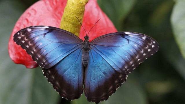 Chainlink, Avalanche, The Graph Prijsanalyse: 16 maart