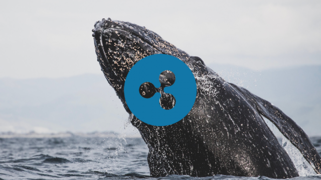 Crypto-walvissen verzamelen $ 708 miljoen aan XRP terwijl speculanten de markt bestormen