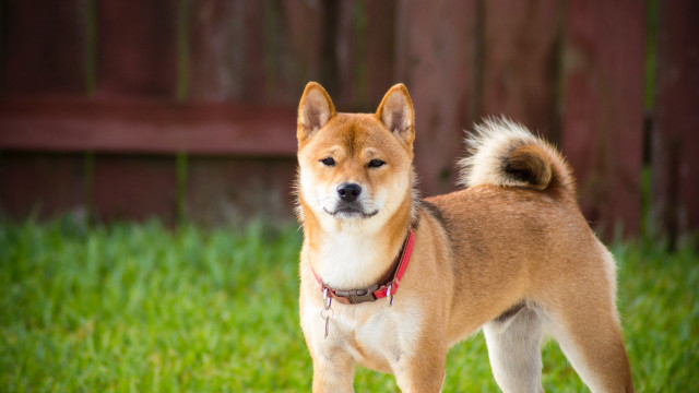 De Shiba Inu Bounce Back is misschien maar tijdelijk
