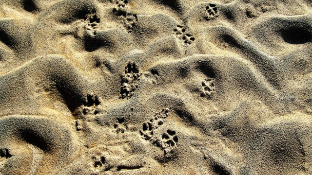 Deze munt blijft de reeks verliezen ondanks de aankomende NFT's van Snoop Dogg