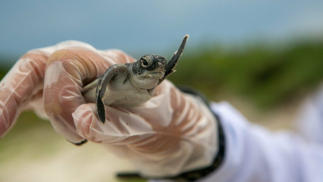 Dit is de niet-zo zilveren voering van LUNA's nieuwste herstelrally