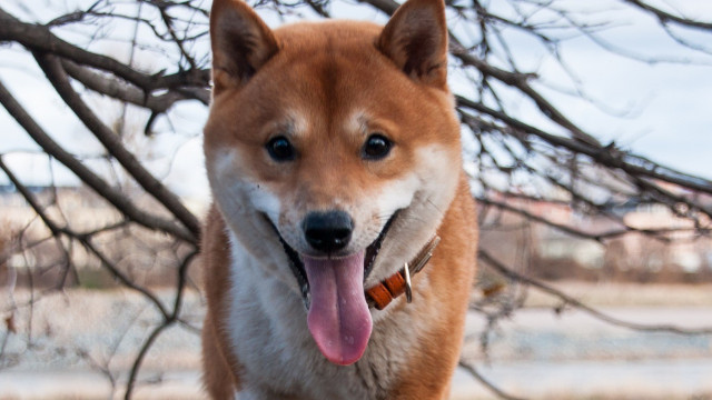 Dogecoin Core-ontwikkelaar Ross Nicoll stapt op