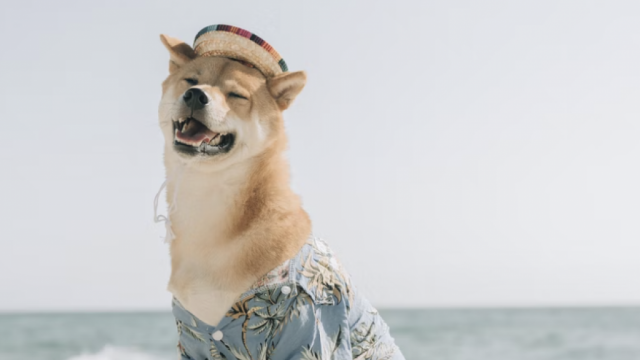 Dogecoin-rivaal Shiba Inu vliegt vooruit op een belangrijk evenement gepland voor Valentijnsdag
