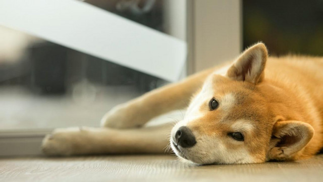 Dogecoin rolt over nadat Billy Markus cryptische McDonald's-theorie circuleert: wat nu?