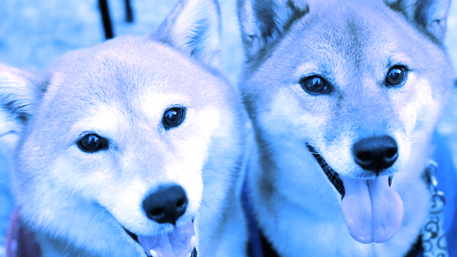 Dogecoin, Shiba Inu zetten weeklange inzinking voort