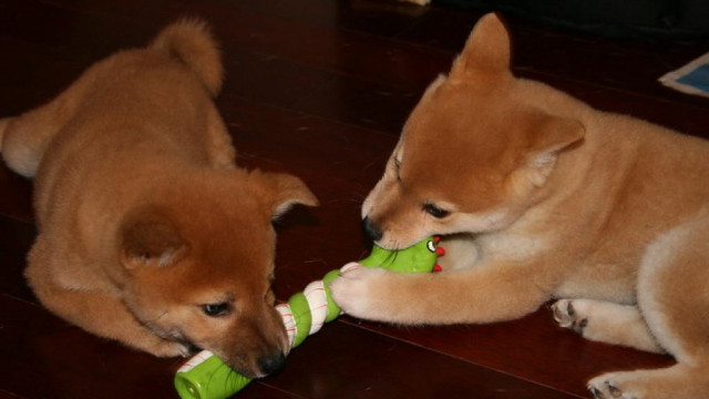 Dogecoin versus Shiba Inu: hoe de rivaliteit met meme-munten uitgroeit in recent herstel van de cryptomarkt