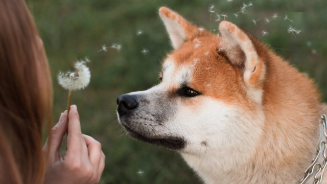 Dogecoin weer naar de maan? Anomalieën wijzen op een explosieve zet in het voordeel van...