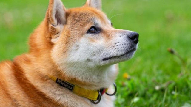 Dogecoin zal herstellen nadat grote handelaren het als betaling accepteren