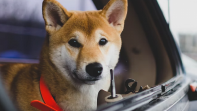 Elon Musk zegt dat doge-betaling is geaccepteerd bij Santa Monica Supercharger Station