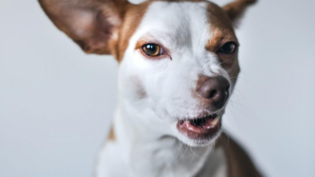 Floki Inu zegt dat het de strijd zal voortzetten terwijl het VK advertenties neerslaat op Dogecoin