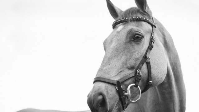 Gewoon rondneuzen: waarom dit NFT-token vandaag de dag veel beter presteert dan Bitcoin, Ethereum