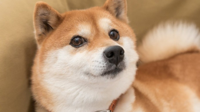 Is de Shiba Inu Crypto het echte antwoord op de duik van HOOD Stock?