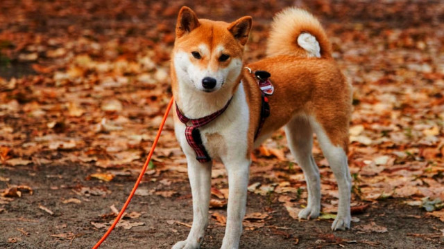 Kan Shiba Inu de winst van vorig jaar herhalen?
