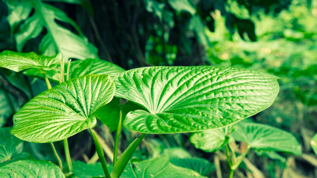 Kava implementeert ondersteuning voor Ethereum-ontwikkelaars op Testnet