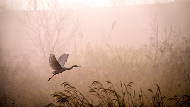Long gaan op Litecoin kan een goed idee zijn als het deze dieptepunten bereikt