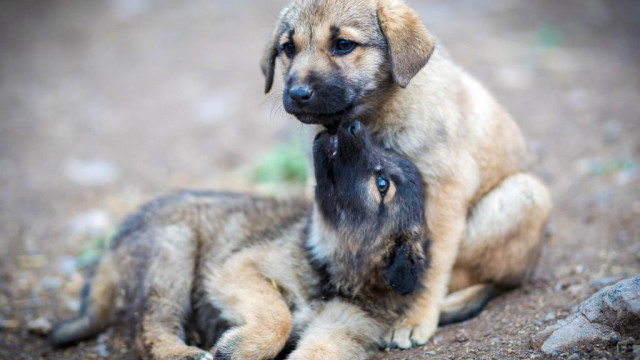McDonald's stom? Waarom Dogecoin vandaag plat handelt?