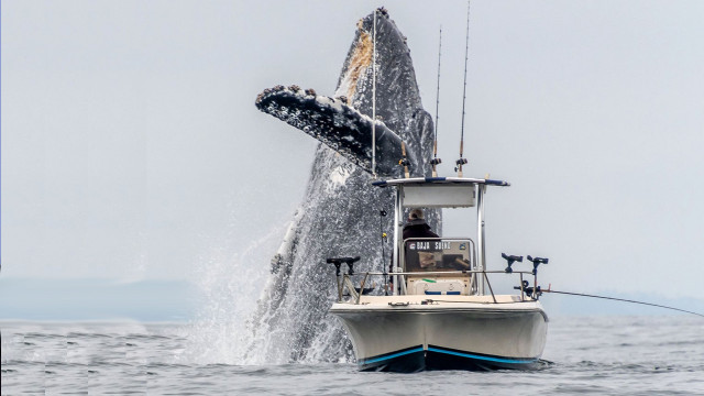 Mega Awakening - Whale Transfers 429 'Sleeping Bitcoin' uit 2010 met een waarde van meer dan $ 16,8 miljoen