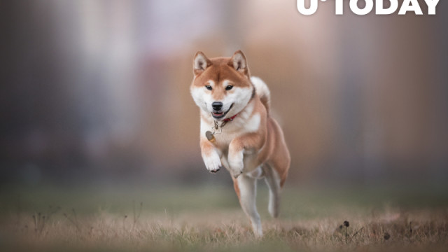 Openbaar testnet van Shiba Inu's Layer 2-oplossing om "zeer binnenkort" te lanceren