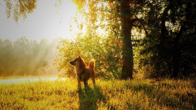 Polkadot, Shiba Inu, CRV Prijsanalyse: 25 januari