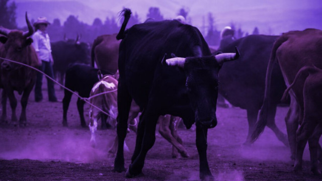 Privacy Coins Monero, Zcash Lead Crypto Market Rebound