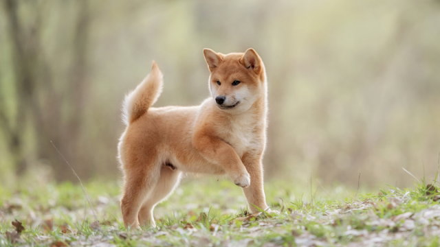 Shiba Inu: alles wat u moet weten over de volgende koopmogelijkheid