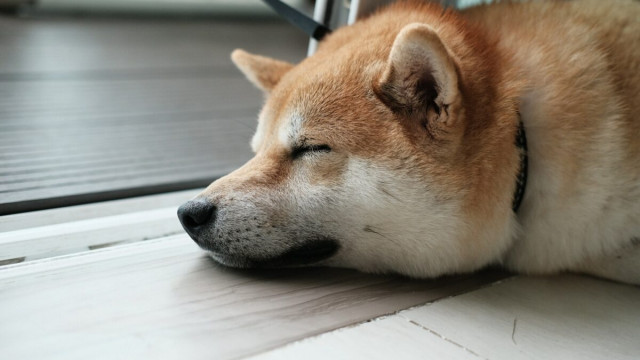 Shiba Inu: Bearish jargon of bingo? Dit staat er voor SHIB-houders in petto