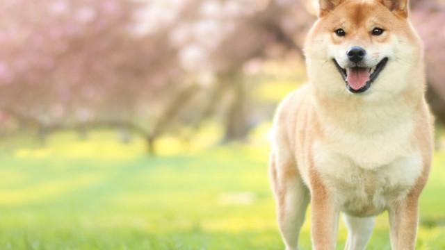 Shiba Inu: een 'miljonair'-weddenschap tegen onzekerheid op de lange termijn?