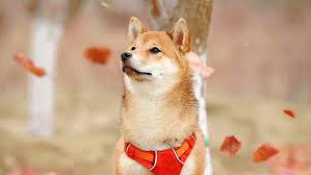 Shiba Inu is het hoogste token dat wordt vastgehouden door Ethereum-walvissen, hier is hoeveel ze bevatten