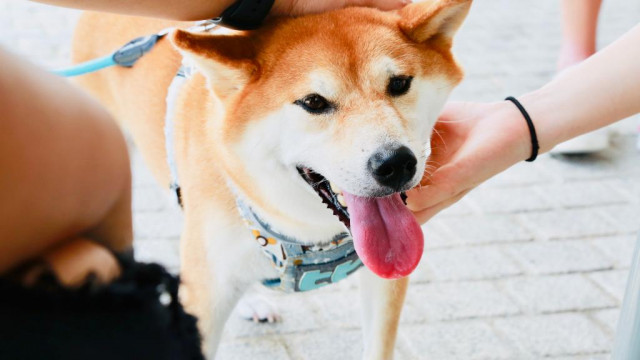 Shiba Inu kondigt nieuw partnerschap in de mode-industrie aan