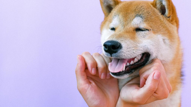 Shiba Inu-prijsanalyse: SHIB stijgt 10% na het vinden van ondersteuning, hier is het volgende doelwit
