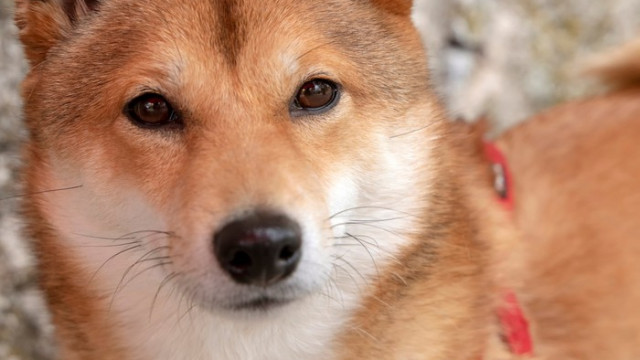 Shiba Inu-prijsanalyse: SHIB wordt geconfronteerd met enorme weerstand die een einde kan maken aan de bearish trend