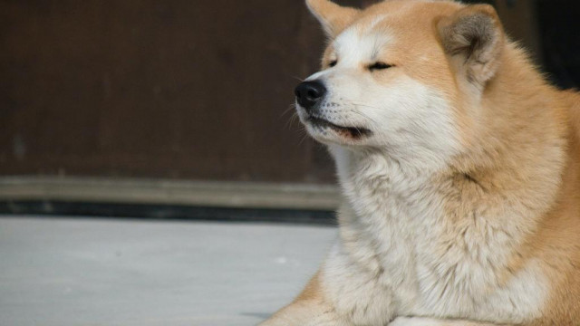 Shiba Inu wordt genoteerd op de in Londen gevestigde Wirex