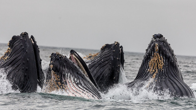 Top BSC-walvissen veranderen hun cryptoportfolio's en dit is wat ze kopen