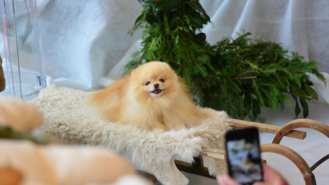 Waarom is 'Accept Doge' tegenwoordig trending op Twitter?