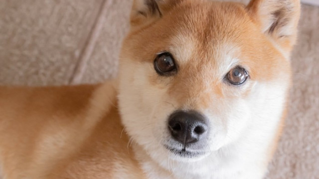 Wat biedt de toekomst voor Shiba Inu: $ 0,0001 of $ 0,0001?
