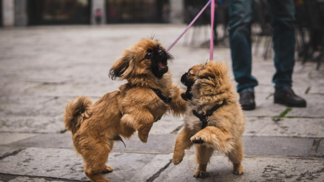 'Welke is het?' Dogecoin, Shiba Inu, Floki Inu-gemeenschappen gaan een luchtgevecht aan over de cameo van A Good Boi in eToro Super Bowl-commercial