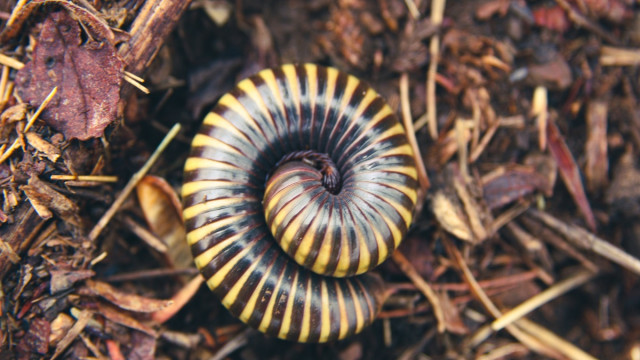 Wormhole-exploitatie zet Solana's snelheid en bewijs van geschiedenis in de schijnwerpers