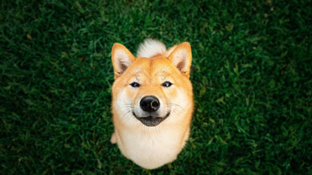 Zullen deze 3 katalysatoren Shiba Inu een boost geven?